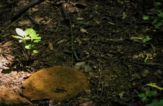 Convention on Biological Diversity